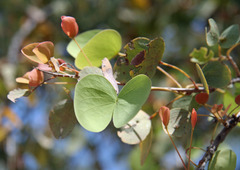 Lysiphyllum cunninghamii