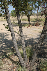 Lysiphyllum cunninghamii