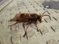 Vespa orientalis