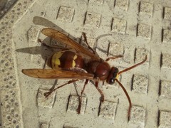 Vespa orientalis