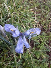 Iris histrio
