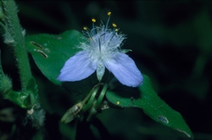 Elasis guatemalensis