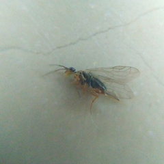 Xyelidae