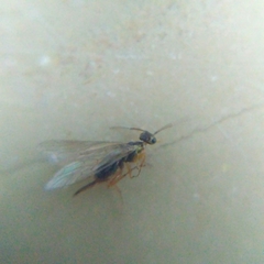 Xyelidae
