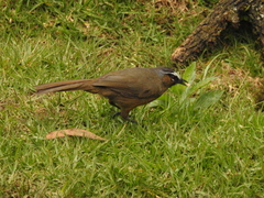 Montecincla cachinnans