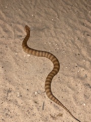 Acanthophis antarcticus