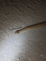 Acanthophis antarcticus
