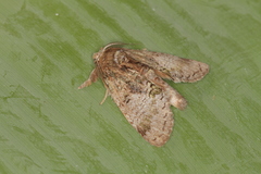 Farigia montana