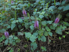 Pogostemon speciosus