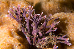 Amphiroa anceps