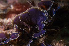 Lobophora variegata