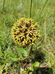 Asclepias macropus
