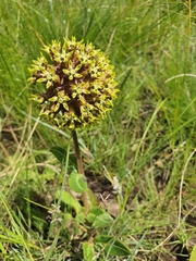 Asclepias macropus