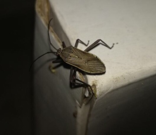 Nyttum punctatum