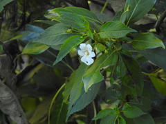 Impatiens leschenaultii