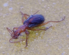 Brachinus alexandri