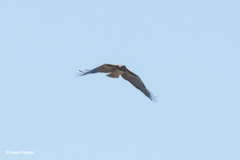 Buteo jamaicensis