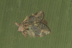 Farigia moresca