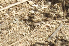 Callisaurus draconoides ventralis