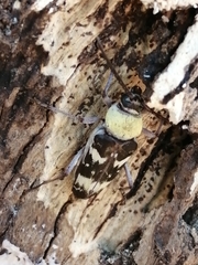 Megacyllene antennata