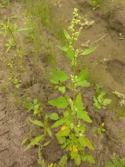 Chenopodium acerifolium