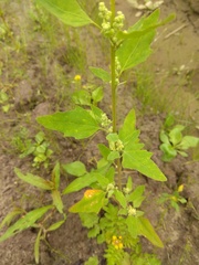 Chenopodium acerifolium