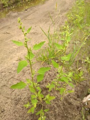 Chenopodium acerifolium