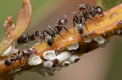Iridomyrmex rufoniger
