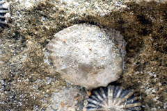 Siphonaria zelandica
