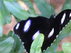 Hypolimnas bolina nerina