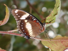 Hypolimnas bolina nerina