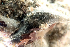 Neoamphicyclus mutans