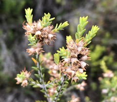 Melaleuca brevifolia