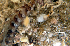 Lepidonotus melanogrammus