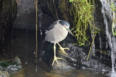 Nycticorax nycticorax