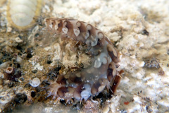 Lepidonotus melanogrammus