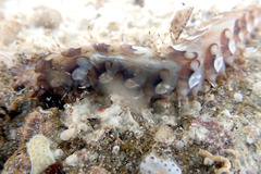 Lepidonotus melanogrammus