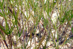 Zostera nigricaulis