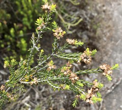 Melaleuca brevifolia