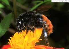 Bombus pyrosoma