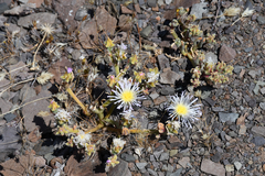 Mesembryanthemum stenandrum