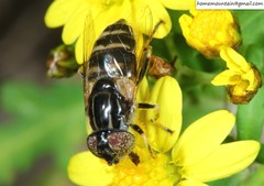 Eristalinus tarsalis