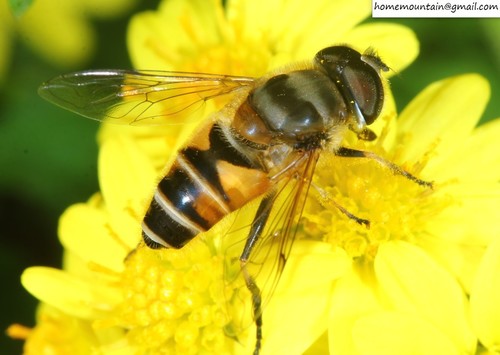 Eristalis cerealis