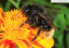 Bombus coreanus