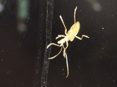 Centrodera