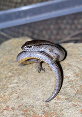 Hemiergis decresiensis