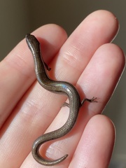 Hemiergis decresiensis