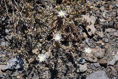 Mesembryanthemum stenandrum