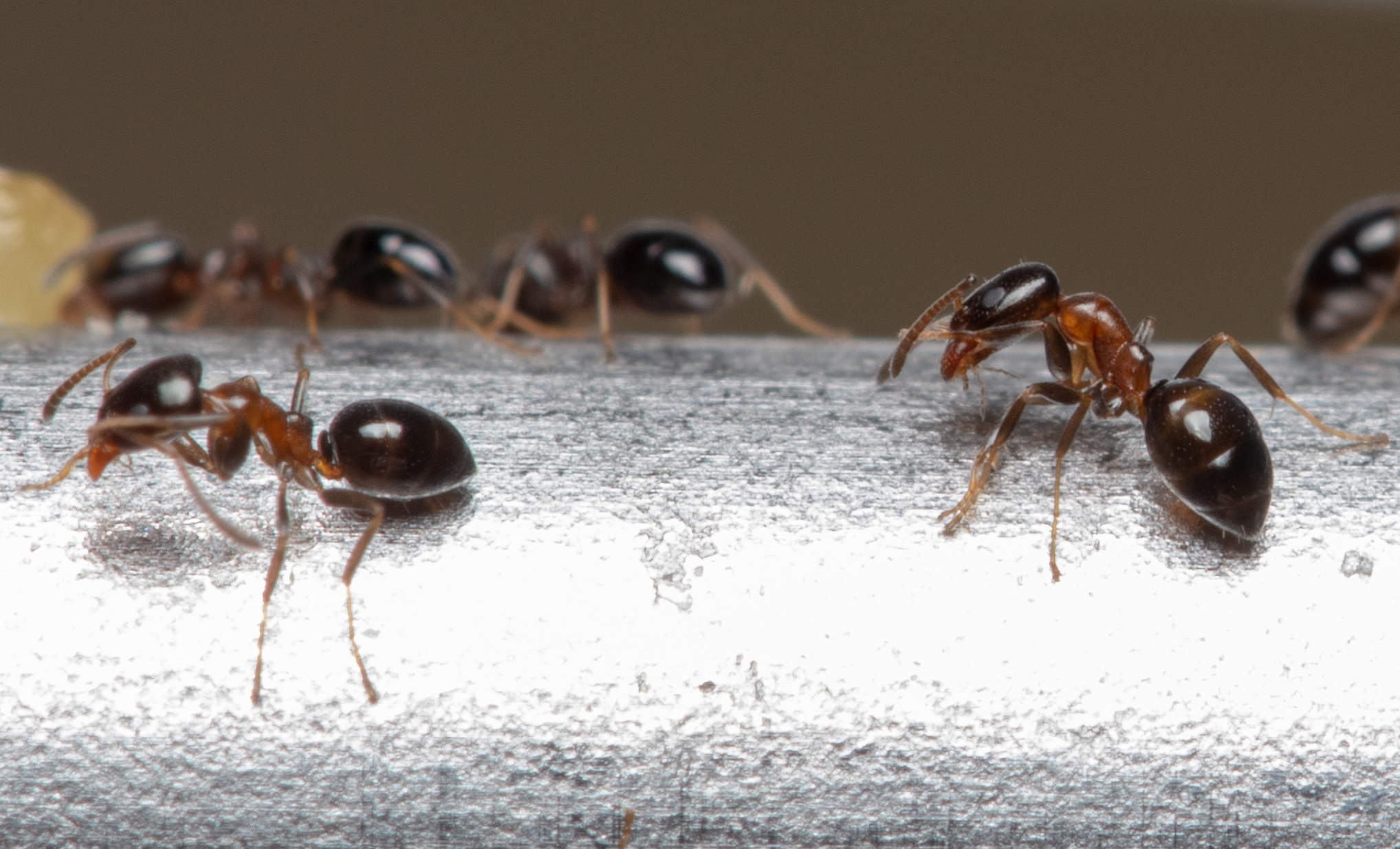 Ochetellus glaber clarithorax