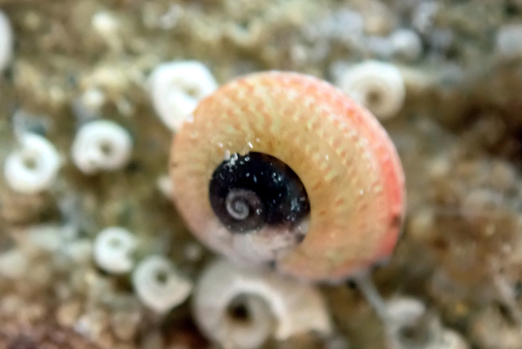 Fossarina petterdi